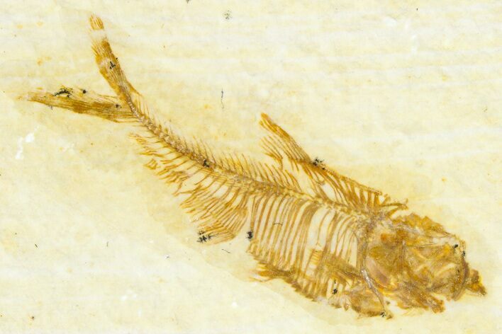 Detailed Fossil Fish (Diplomystus) - Wyoming #367587